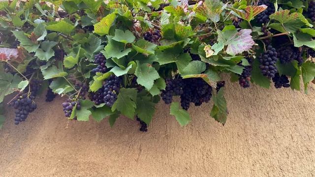 Стих: Ты все равно меня учи смотреть онлайн