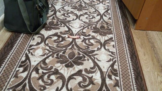 ЧЕРНО БЕЛЫЙ КОТ- играет куриным крылышком смотреть онлайн