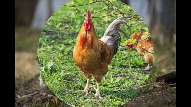 Звук петуха. Крик петуха. Как кукарекает петух  - Звуки животных