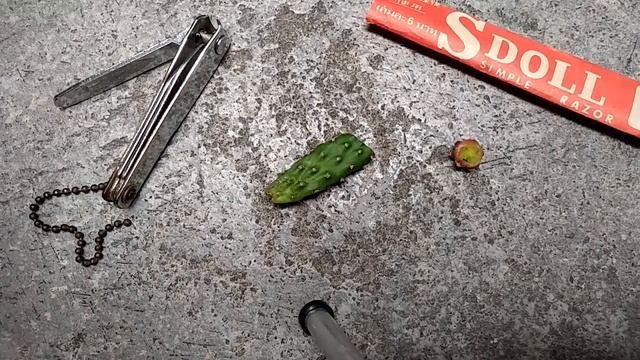 ? Bossa Cactus EX. #1 ทดลองกราฟกระบองเพชรด้วย Opuntia monacantha смотреть онлайн