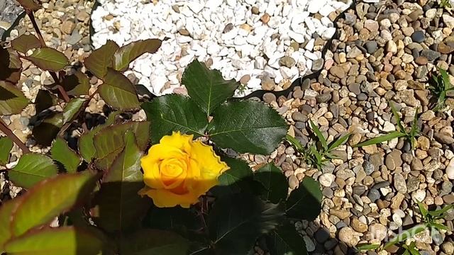 Розы первое цветение Амадина и Жёлтая кукла смотреть онлайн