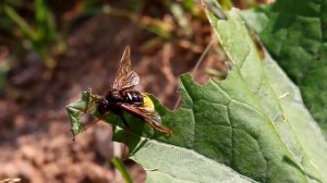 Осиновый желтый пилильщик. Cimbex luteus. Насекомые Беларуси.