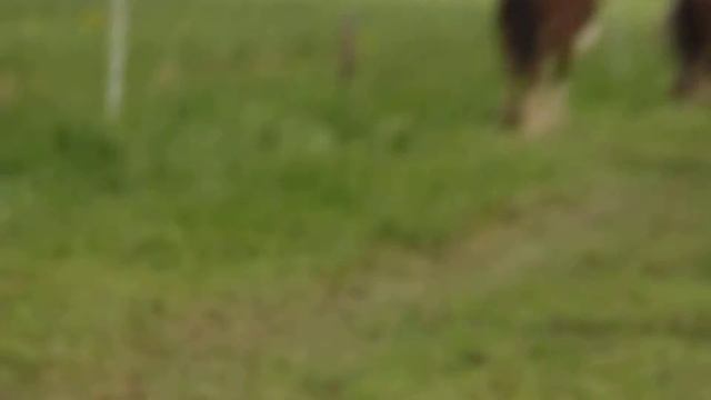 Шайры на продажу 1-2 года (8) смотреть онлайн