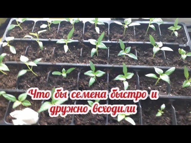 Что бы семена быстро и дружно всходили... Что нужно сделать перед посадкой... смотреть онлайн