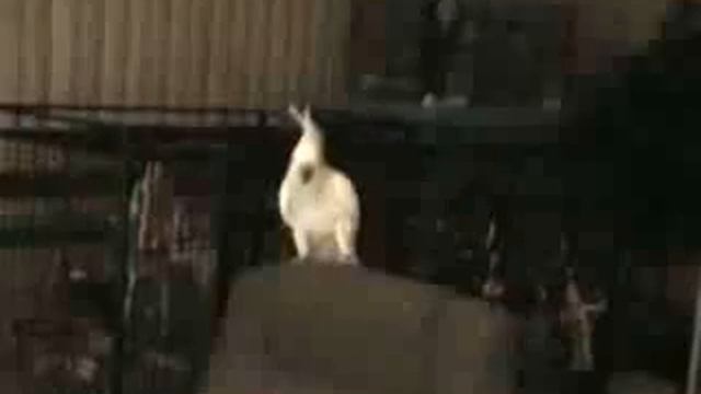 Танцующий попугай Mp4 смотреть онлайн