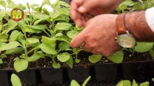 Пикировка и Прищипка Петунии ПОШАГОВО. Как правильно пикировать рассаду петуний