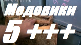 _Медовики_ отработали на 5+++. смотреть онлайн