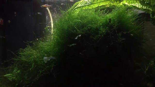 My aquariums | Aquatlantis Start 55 смотреть онлайн