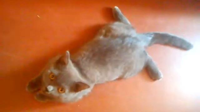 Мой котенок (Маркиз) смотреть онлайн