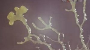 Киножурнал «Хочу всё знать» - Выпуск №  142