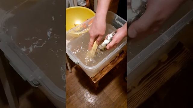 Как аккуратно почистить судака и берша в домашних условиях? смотреть онлайн