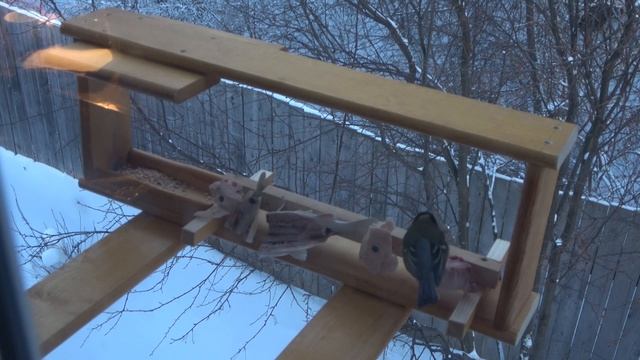 синицы едят рыбу? кормушка для птиц смотреть онлайн