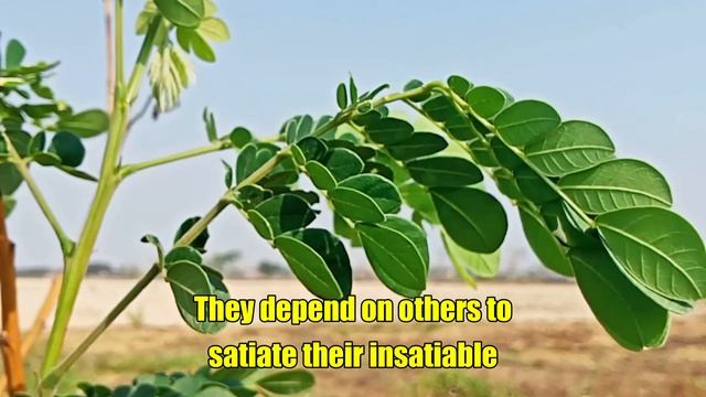 When a Narcissist is 100% Done with You - This is What They'll Do | NPD | Narcissism Backfires смотреть онлайн