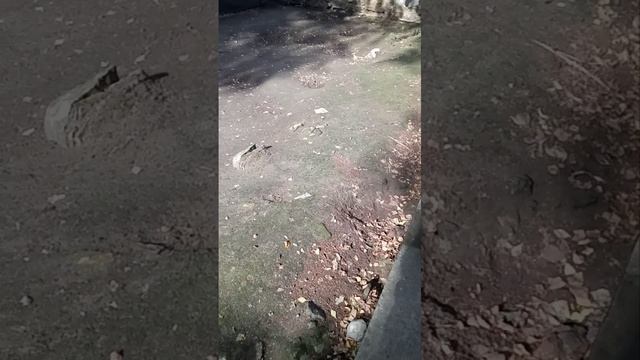 Индюшиная семья. смотреть онлайн