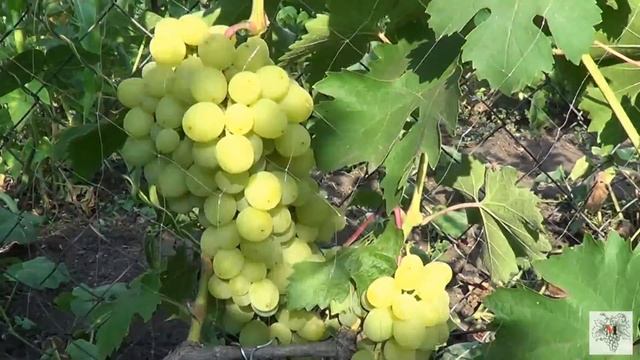 Сорт винограда Алекса ранняя. Виноград 2015. смотреть онлайн