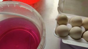 как увеличить количество закладываемых яиц в инкубатор Матрица Дели, простой способ. Мыть ли яйца?