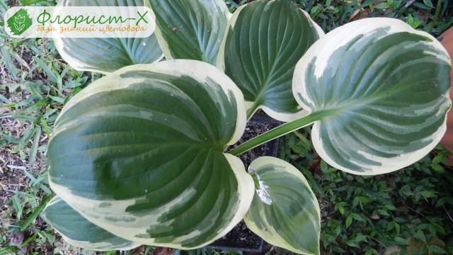 Виды и сорта хосты