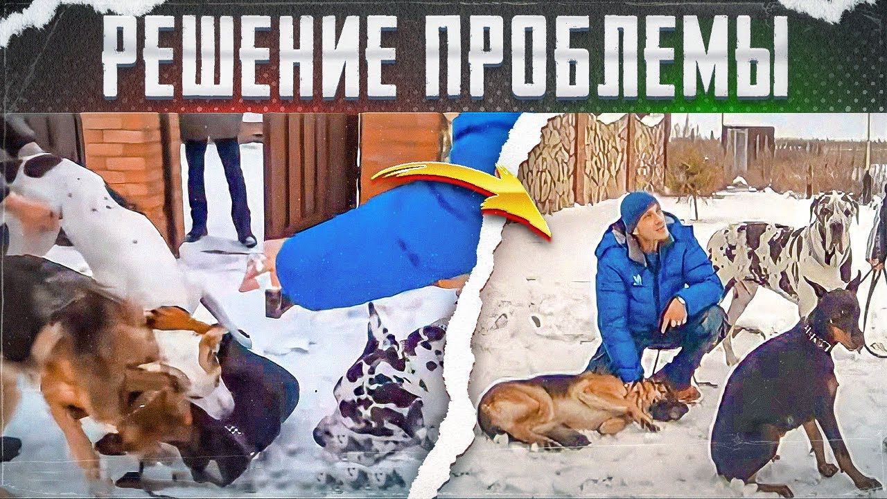 Драки в стае(Дог, овчарка, доберман и беспородные) смотреть онлайн