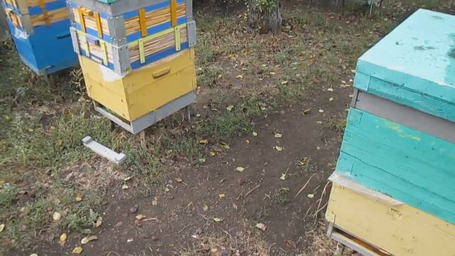 Контроль заклещенности пасеки на 16 сентября через месяц после постановки полосок ВАРОСТОП копия смотреть онлайн