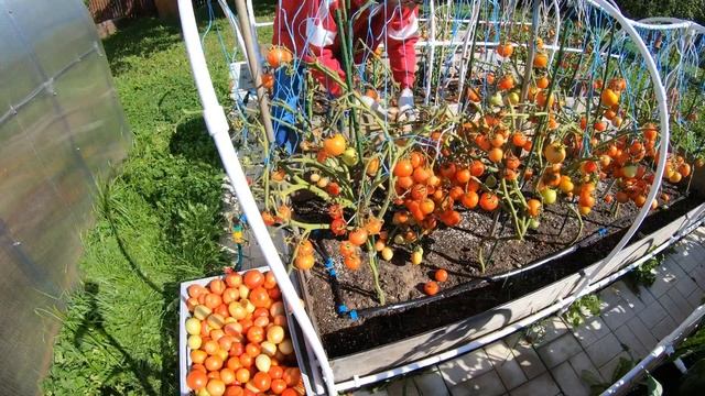 Показываю какой урожай томата Верочка удалось вырастить в этом сезоне. Урожай выходного дня. смотреть онлайн