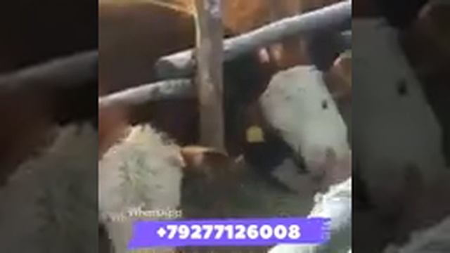 Продаём живой скот Оптом на экспорт из России ?? В наличии Бычки, Тёлочки, Коровы, Нетели, Быки. смотреть онлайн