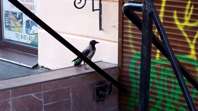 Воронёнок учится летать смотреть онлайн