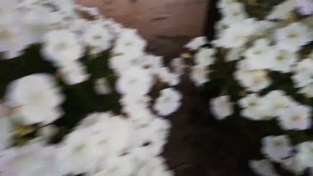 Петунии из собранных семян что получилось