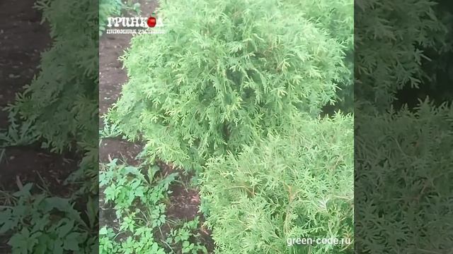 Туя шаровидная Селена смотреть онлайн