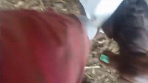 Ягнята. Замер веса у рожденных ягнят.|Мясная порода овец