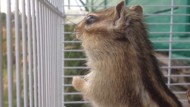 Лучший Бурундук смотреть онлайн