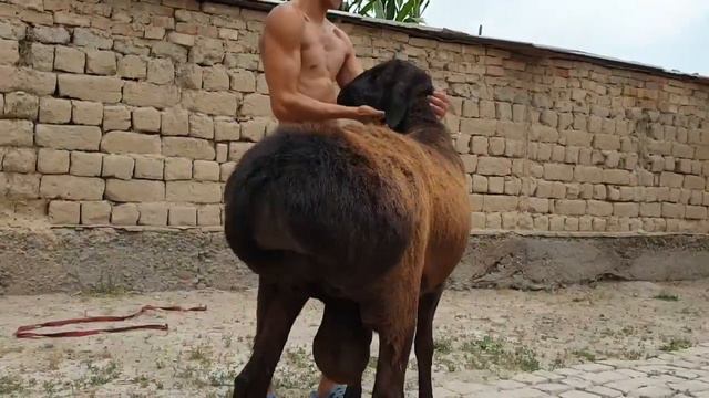 🟡КАК ДУМАЕТЕ ЧТО ЗА ПАРОДА ГИССАРА / ГИССАРСКИЕ БАРАНЫ смотреть онлайн