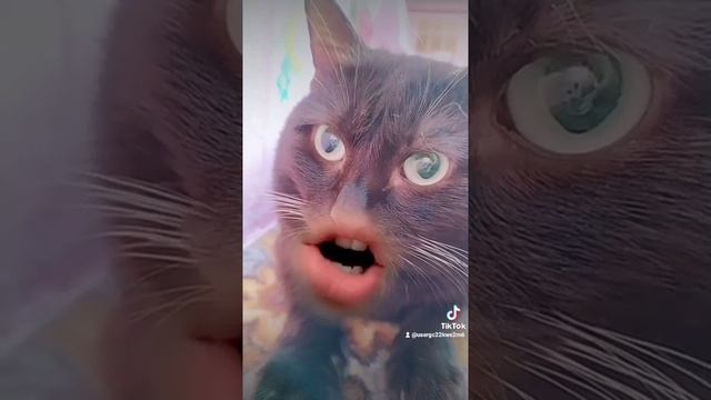 Ты чё в интернете сидишь❓❓⁉️Кот ? ругается.Ночью нужно спать.??? смотреть онлайн