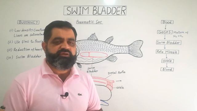 Swim bladder Urdu /Hindi medium @prof.masoodfuzail#pneumaticsac #rete mirable смотреть онлайн