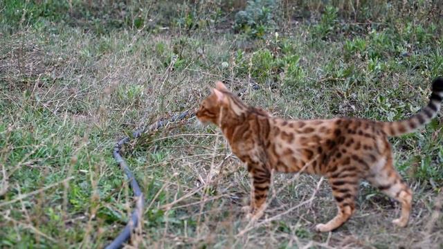 Чаузи VS бенгал