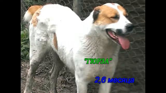 Volkodav смотреть онлайн