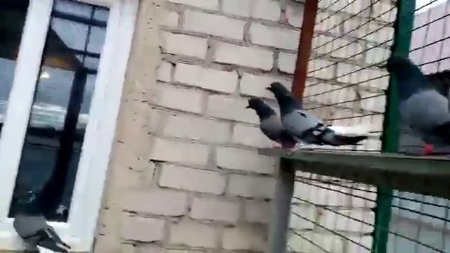 Обмен.состоялся!!!просто.огонь.!!!