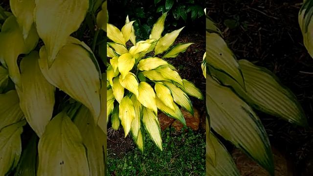 Хоста Кэбитан август смотреть онлайн