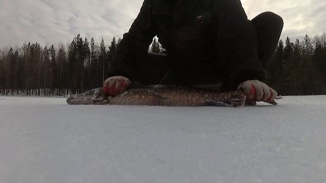 Ушёл в неизвестный лес. Трофейная рыбалка. Сплю на улице. смотреть онлайн