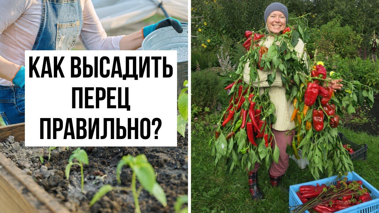 Как высаживать рассаду перца правильно? Высадка рассады и полезные советы смотреть онлайн