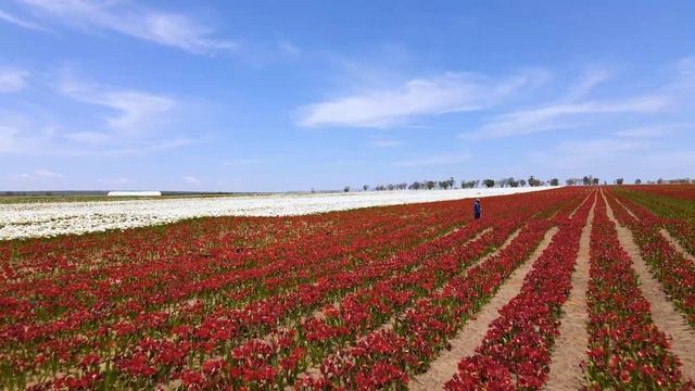 Hadecos Flowering Amaryllis Fields 2020