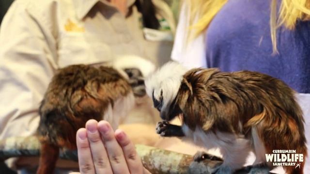 Tamarin Encounter смотреть онлайн