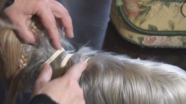 Основные ошибки,допускаемые при снятии мерок с собаки. смотреть онлайн