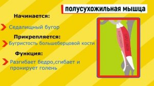 Мышцы ног.                                    Часть 2: "Мышцы бедра".