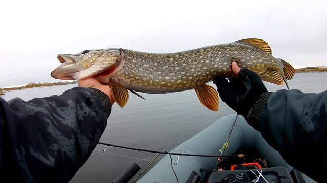 Эта приманка просто косит щуку! Ловля щуки на спиннинг поздней осенью. ROLANS TRAVEL 704ML 213 4-14 смотреть онлайн