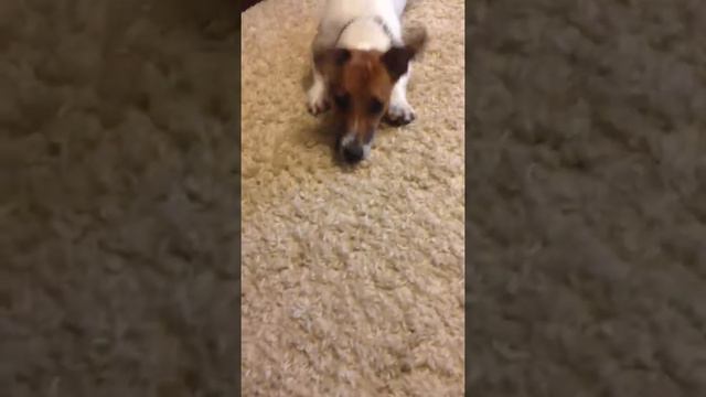 Джек Рассел терьер смотреть онлайн