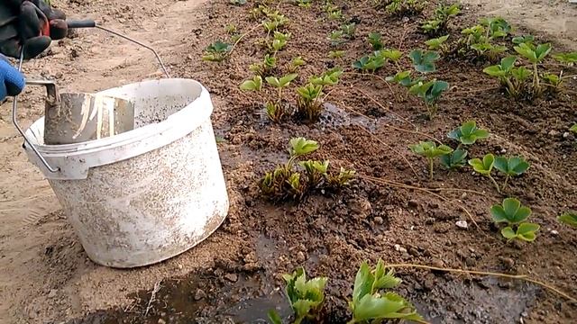 Подкормка отплодоносивших кустов клубники. 02.07.18. смотреть онлайн