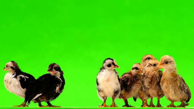 chicken Chicks pet animal green screen video effect HD смотреть онлайн