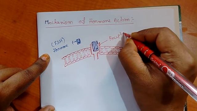 Mechanism Of Hormone Action  Class 11...