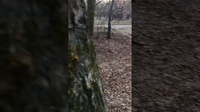 Лесные путешествия в мир фантазий