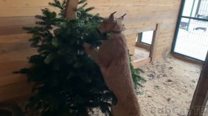 ЗАБАВНАЯ РЕАКЦИЯ РЫСЕЙ НА ЁЛКУ.